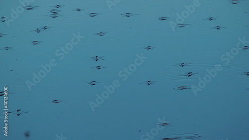 Water skaters Water strider in river