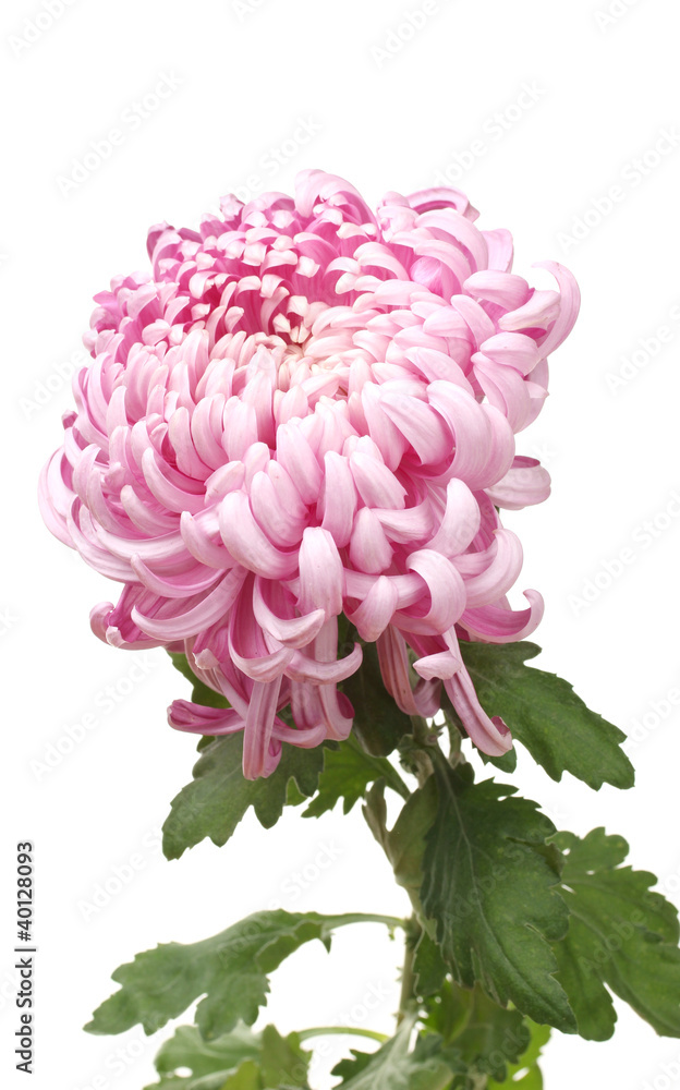 Pink autumn chrysanthemum isolated on white Pink autumn chrysanthemum isolated on white