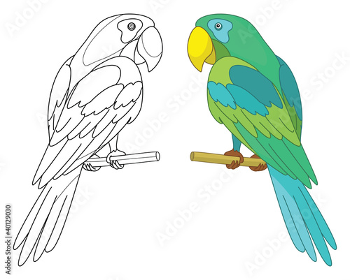 Bird parrot on a perch