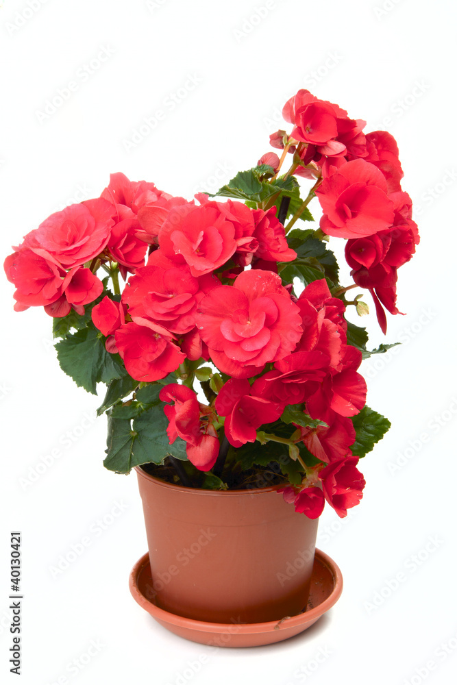 Blossoming begonia Blossoming begonia