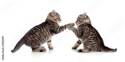 Fototapeta Naklejka Na Ścianę i Meble -  two little kittens playing together