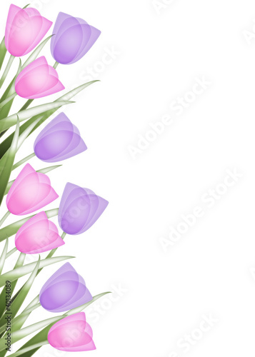 Spring background with border of pink and purple tulips