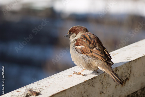Single Brown fluffy sparrow sits on a beam