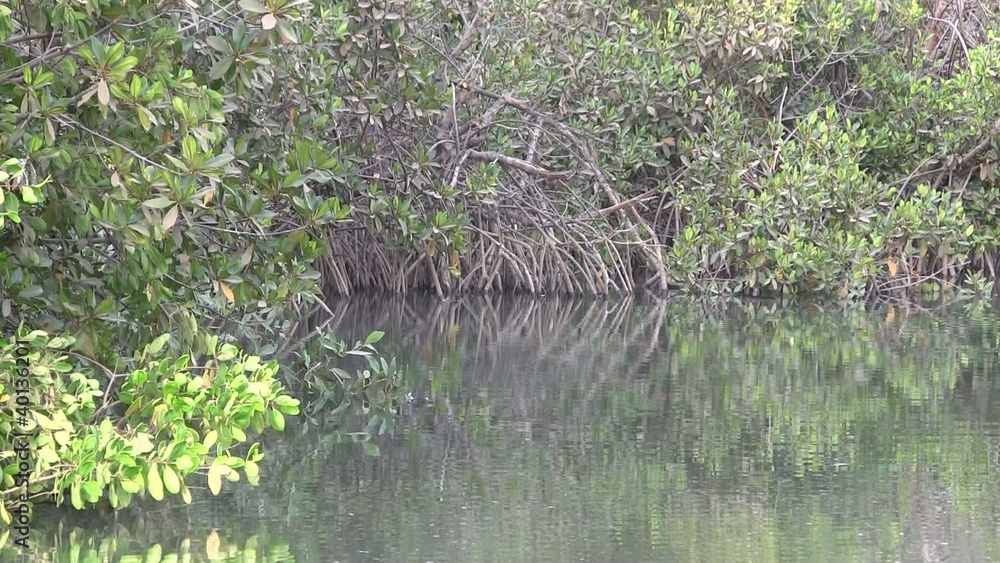Mangrove swamp in a wetland estuary in The Gambia. Mangrove swamp in a wetland estuary in The Gambia.