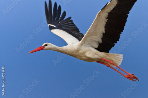 white stork in flight