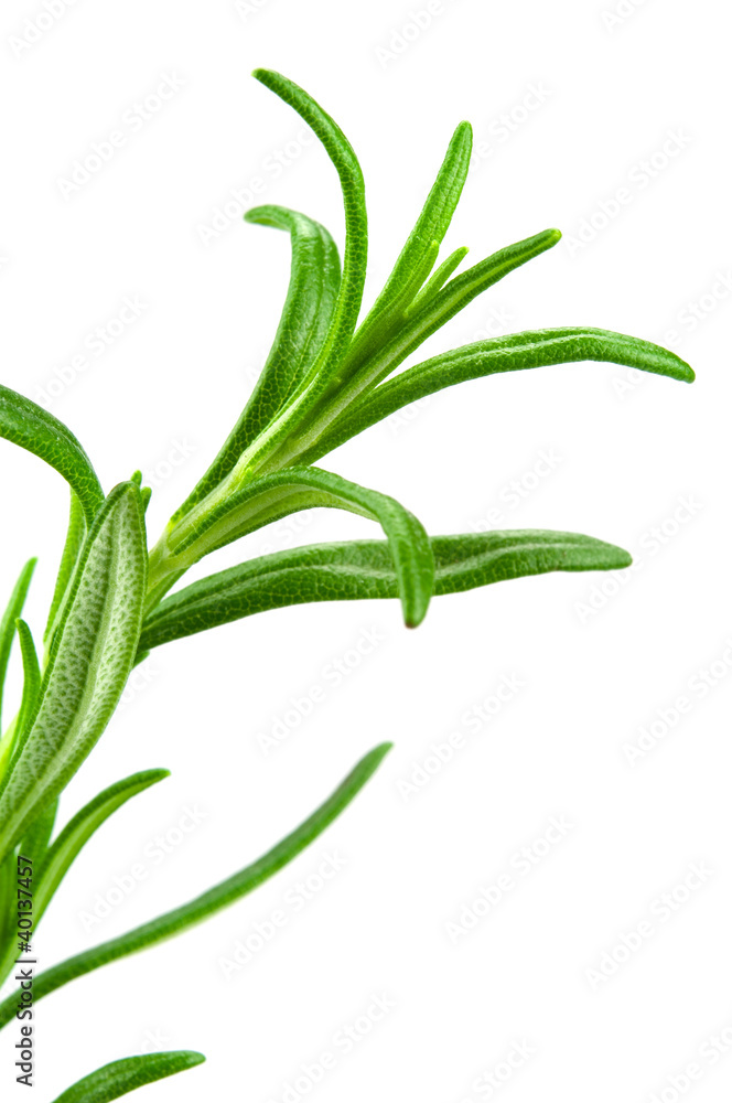 Obraz premium Rosmarin