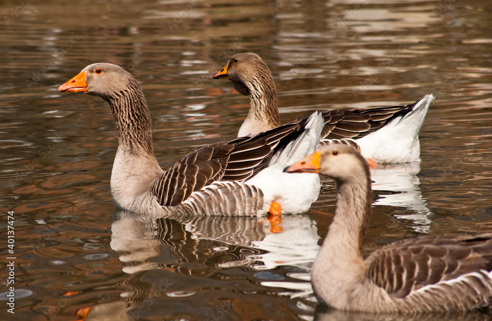 Greylag goose in pond