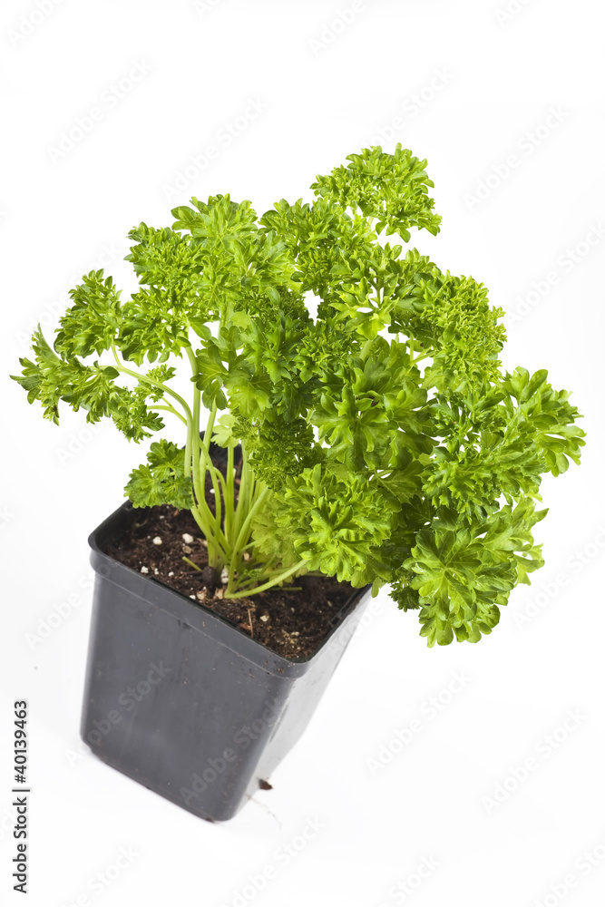 Fototapeta premium Curly Leaf Parsley
