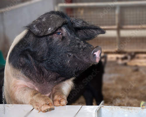 Saddleback pig photo