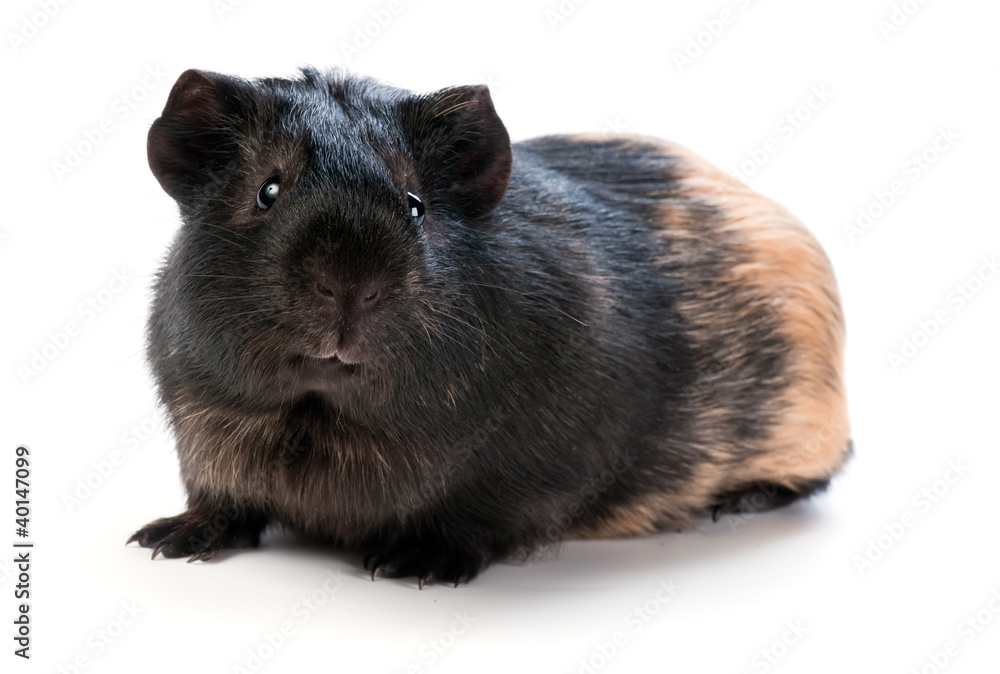 Fototapeta premium brown cavy on white background