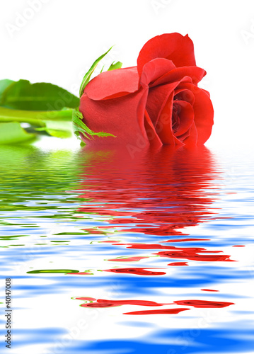 Rose in water