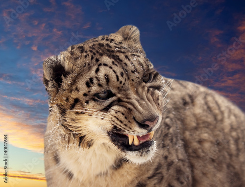 Snow leopard against sunset sky