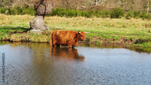 Longhorn Highland Cow