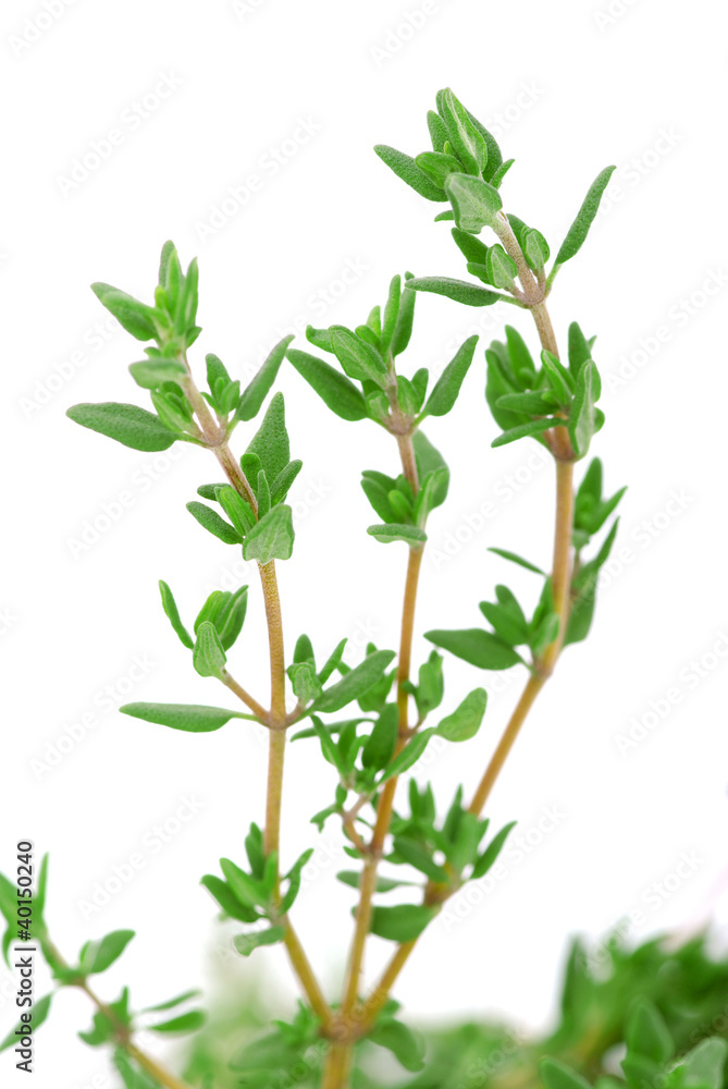Fototapeta premium thyme