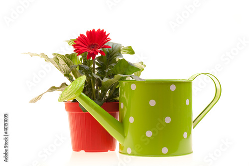 Gerbera And Watering Can On White