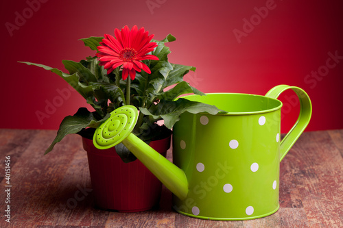 Red Gerbera And Watering Can