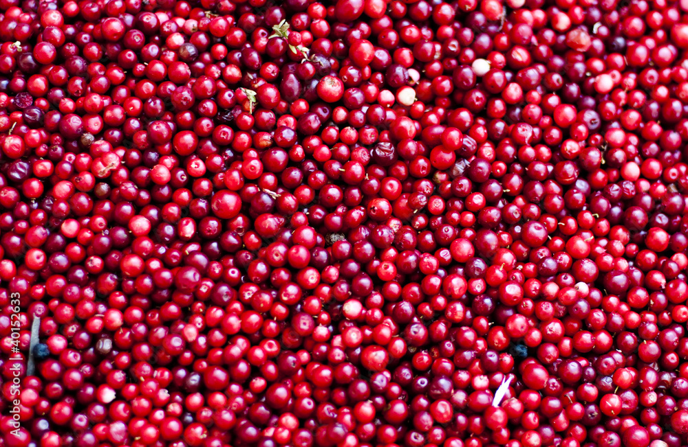 Frische Cranberry
