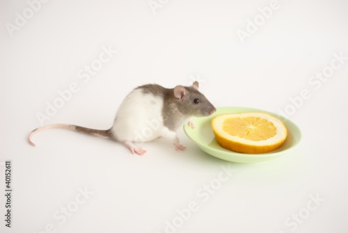 Tableau sur toile Breakfast