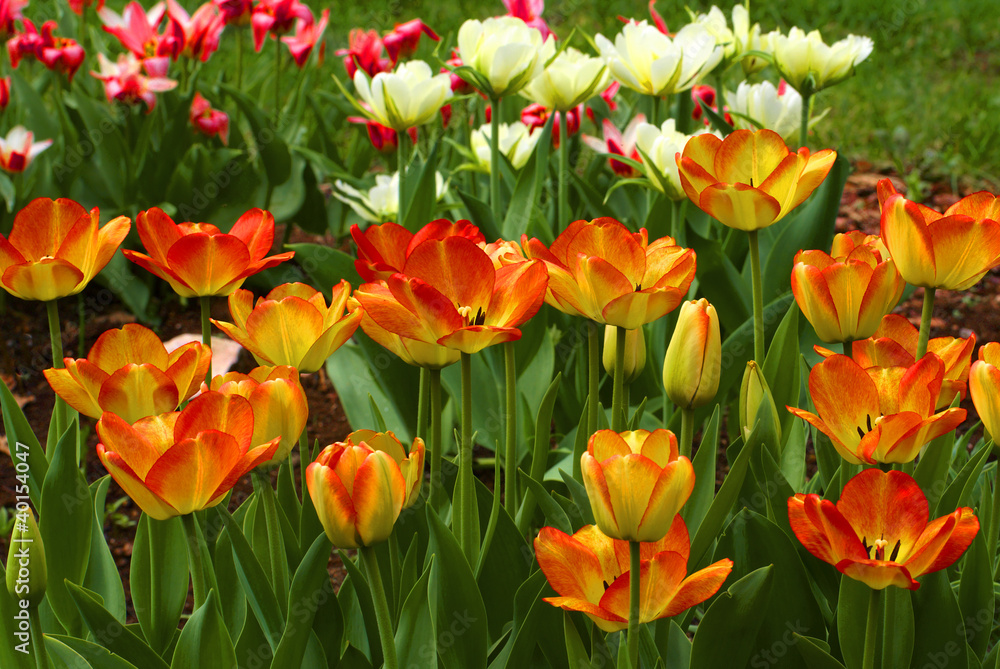 tulips in garden tulips in garden