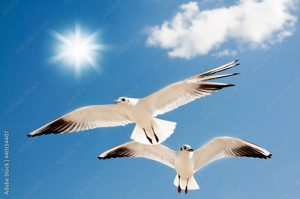 two seagulls are flying