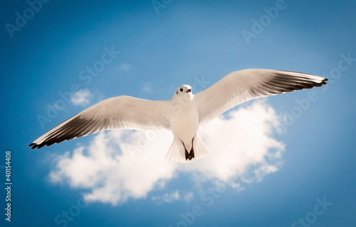 seagull flying