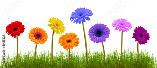 Fototapeta Naklejka Na Ścianę i Meble -  Spring flower and grass over white