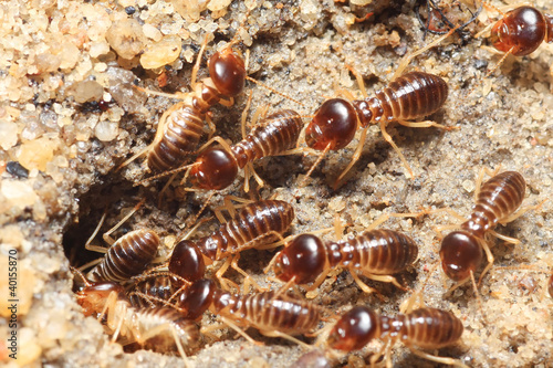 termite soil photo