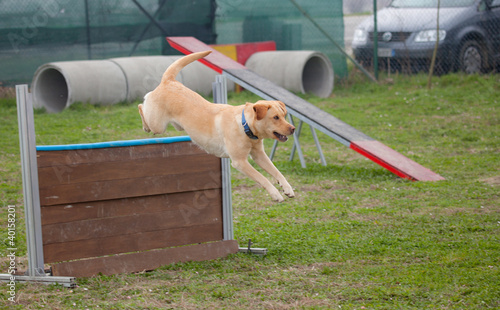 cane in agility photo