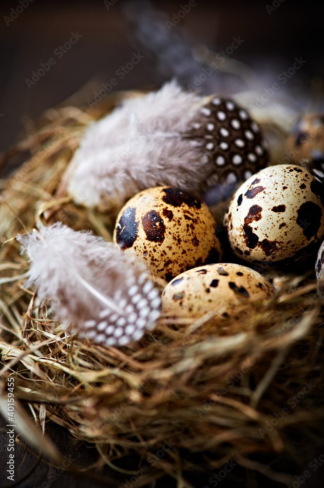 Obraz premium Quail's Eggs in a Nest
