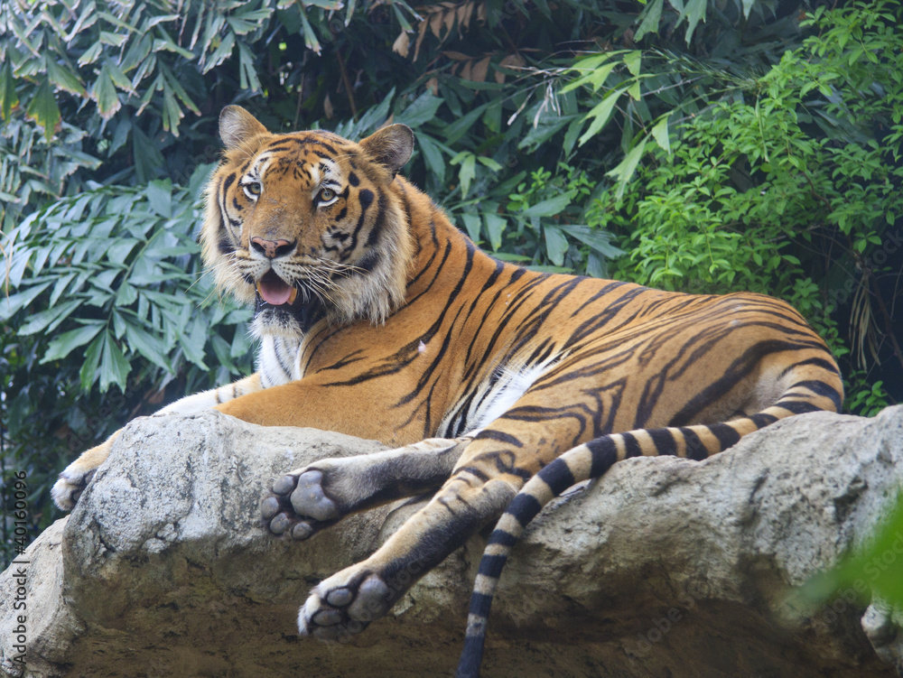 tiger lying on the rocks.