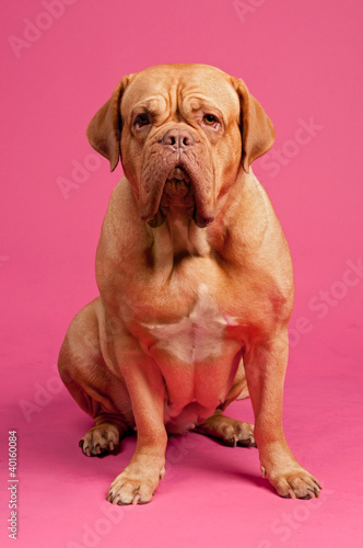 Dogue De Bordeaux sitting photo