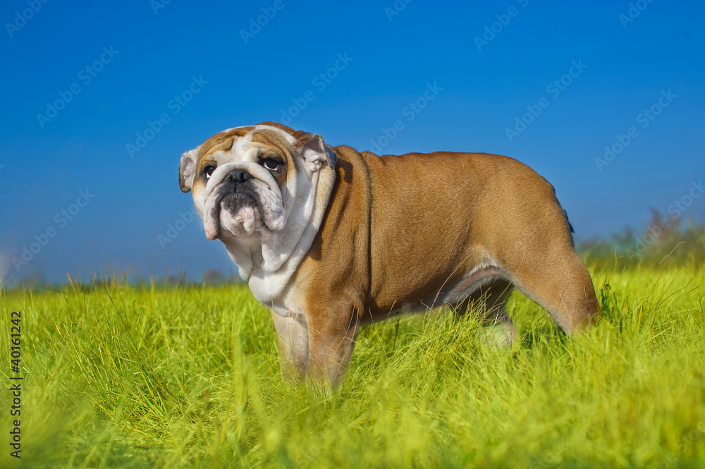 English bulldog puppy