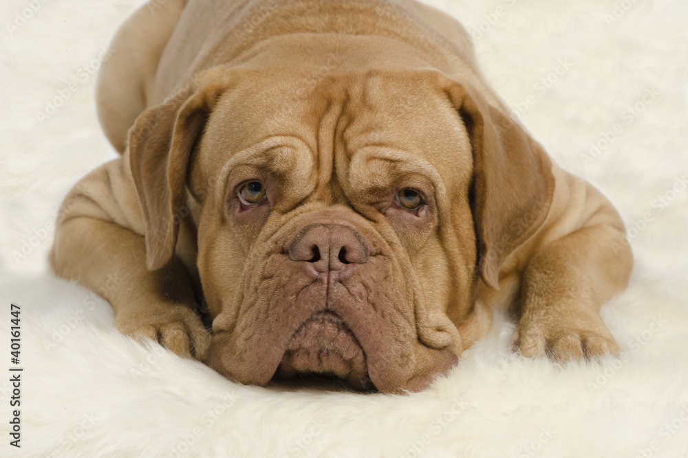 Attentive wrinkled dog looking at camera Attentive wrinkled dog looking at camera