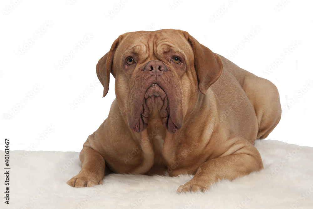 French Mastiff on white fur carpet French Mastiff on white fur carpet