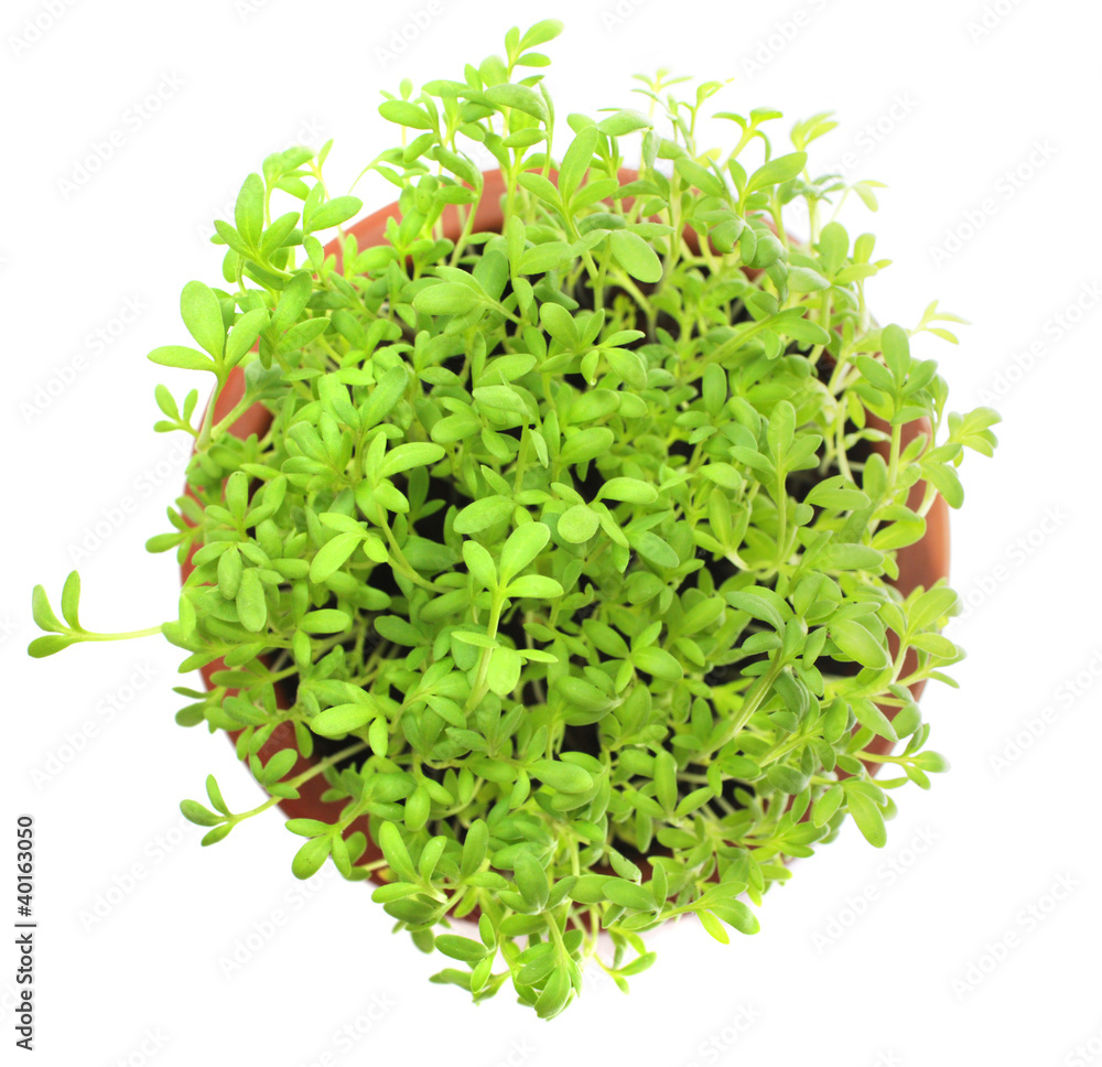 Obraz premium Cress in ceramic pot