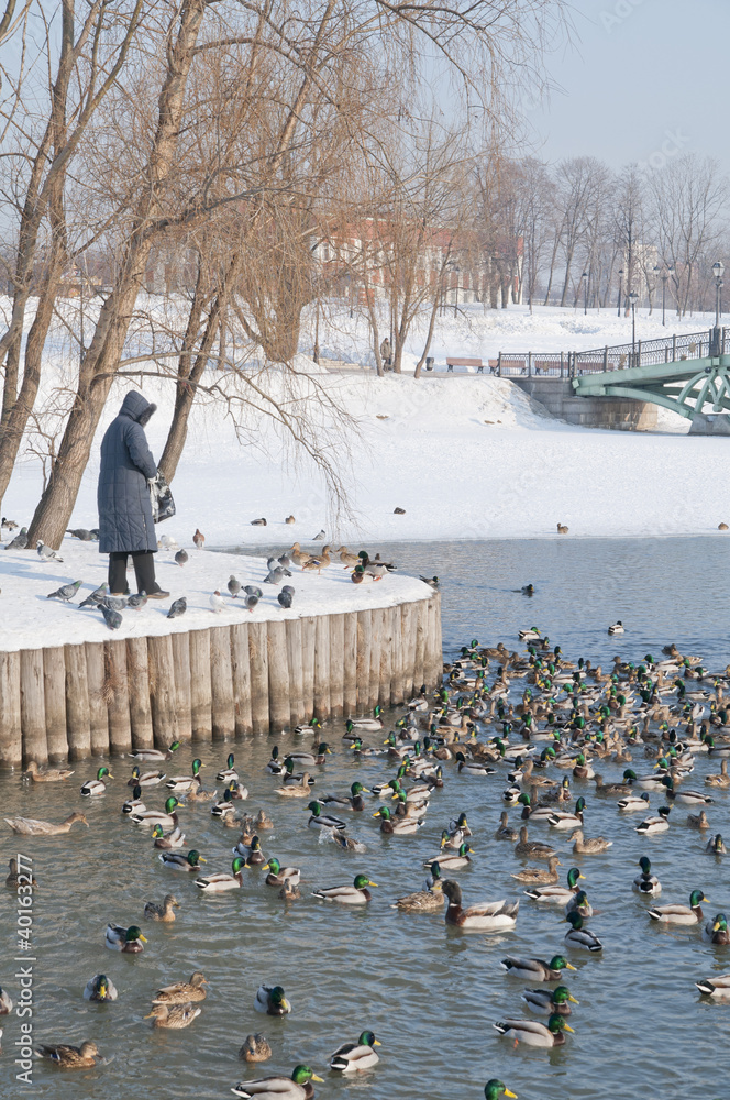 Obraz premium Ducks in the park