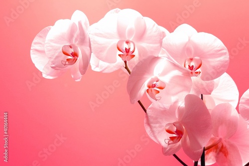 pink orchid flowers wand
