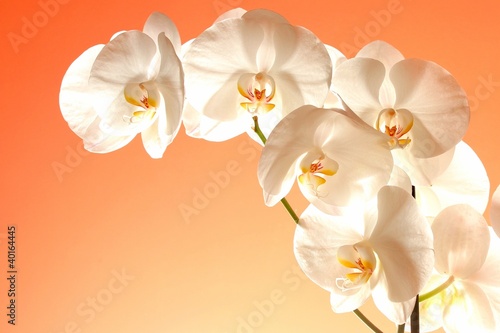 Big white phal orchid flowers