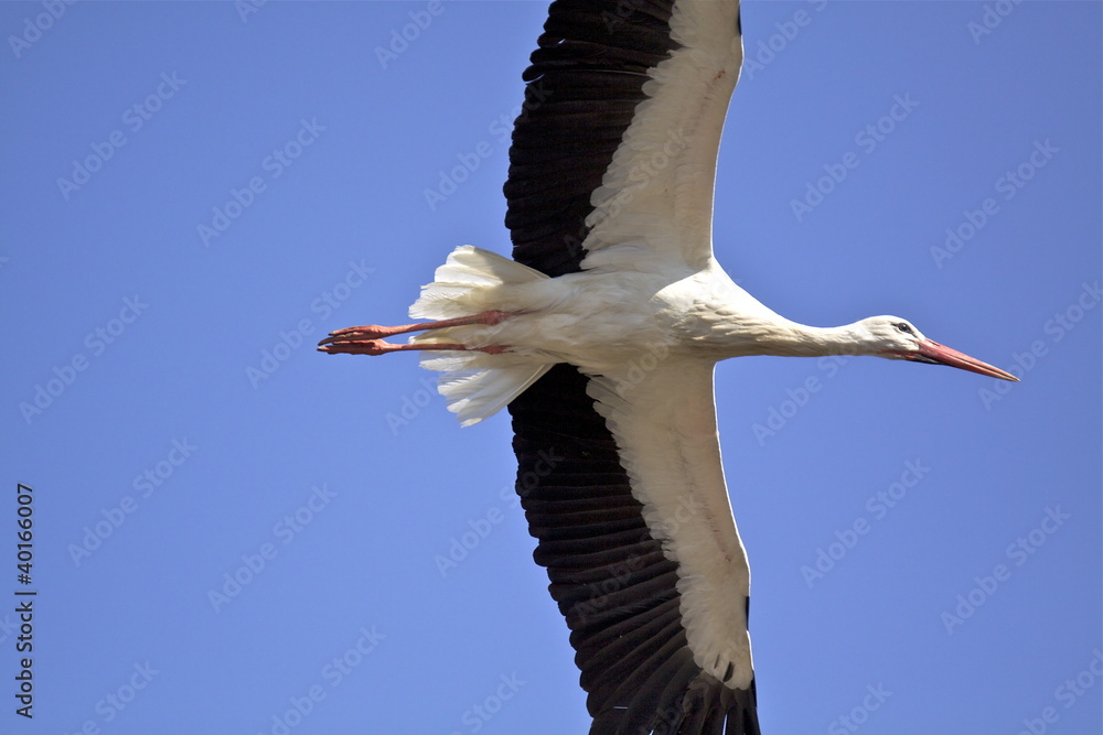Obraz premium White stork in flight