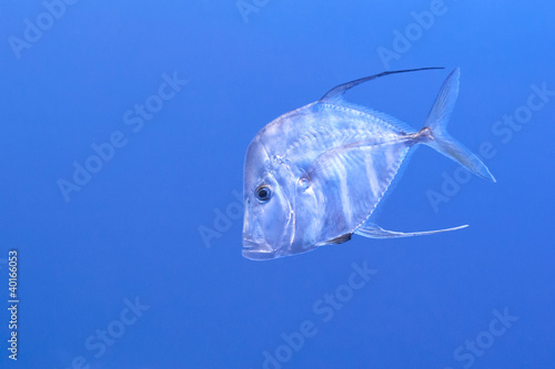 Indian Threadfish - Alectis Indicus in aquarium, blue background