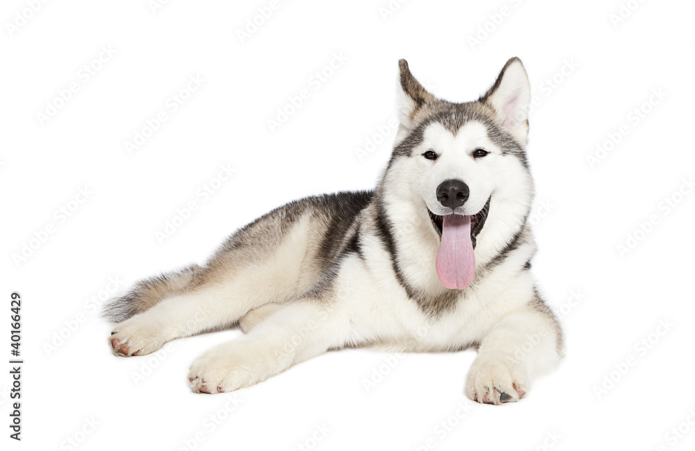 alaskan malamute alaskan malamute