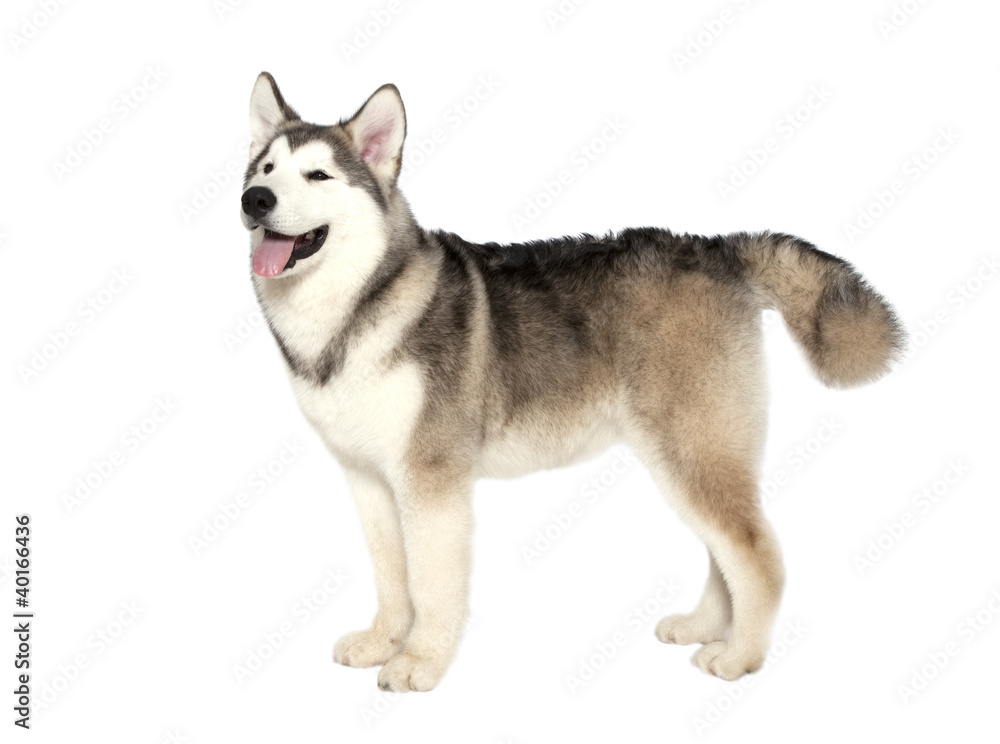 malamute dog