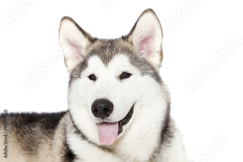 Portrait of five month old malamute puppy