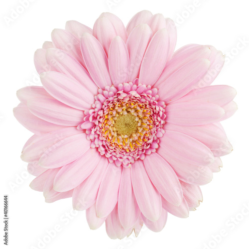 Pink gerbera flower © karandaev