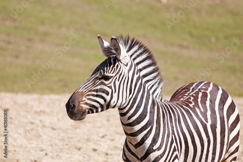 one zebra