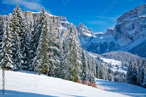 Fir trees on a mountain slope