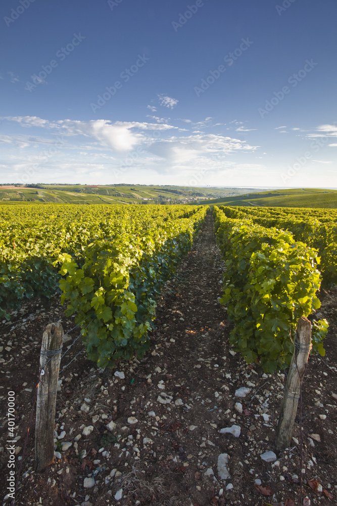 Lines of sauvignon blanc grapes at Sancerre