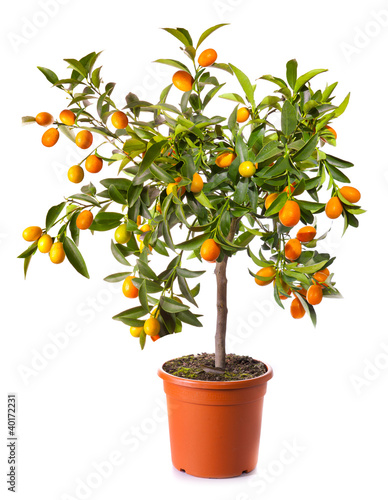 small citrus tree in the pot isolated on white