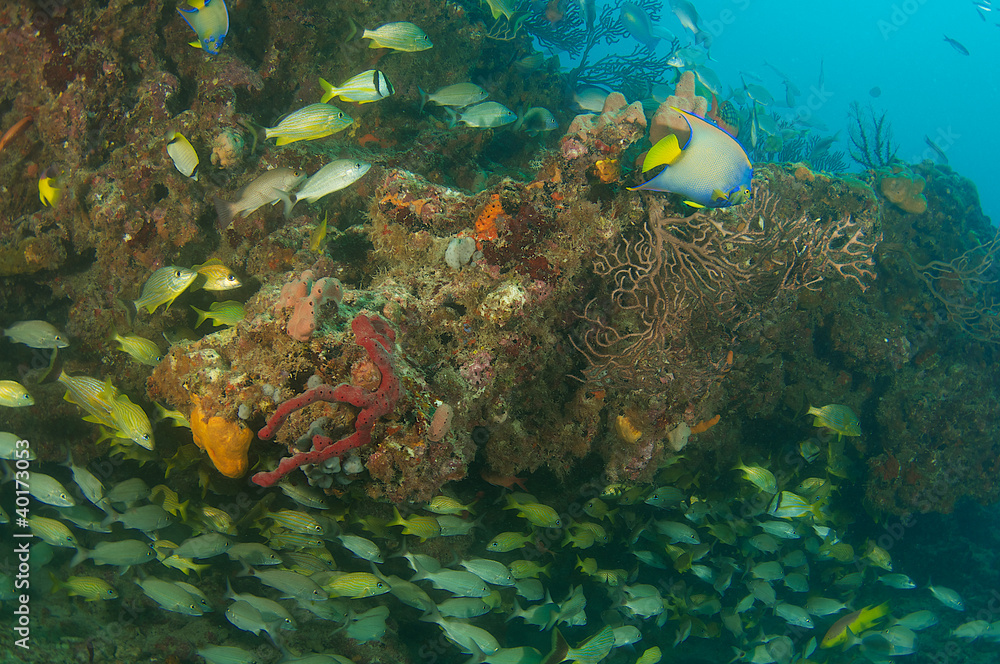 Fish above and below a coral reef ledge.
