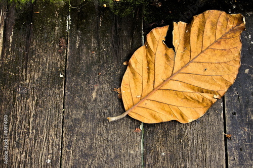 old yellowed leaf fallen from tree on  wooden floor